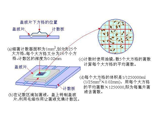 食品檢測中的菌落總數